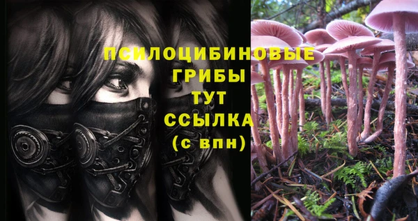 стафф Новокубанск