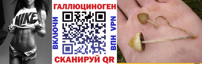 кракен маркетплейс  Приморск  Псилоцибиновые грибы ЛСД 